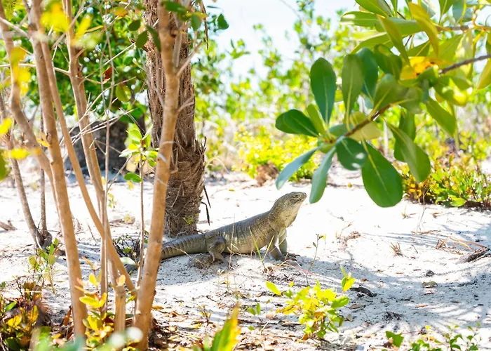 Pine Cay, Turks And Caicos Hotel